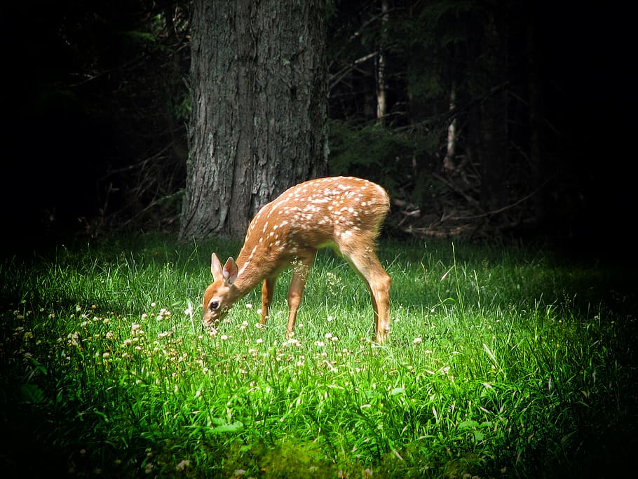 deer on green grass lawn, fawn, forest, trees, wildlife, vignette HD wallpaper