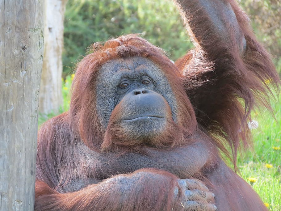 orangutan, monkey, zoo, animal, wildlife, mammal, primate, island of Borneo HD wallpaper