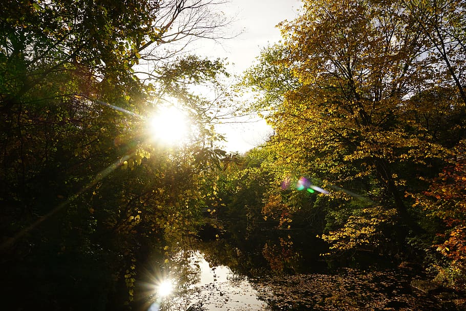 lake, dusk, sunset, trees, plant, lens flare, sunlight, forest HD wallpaper
