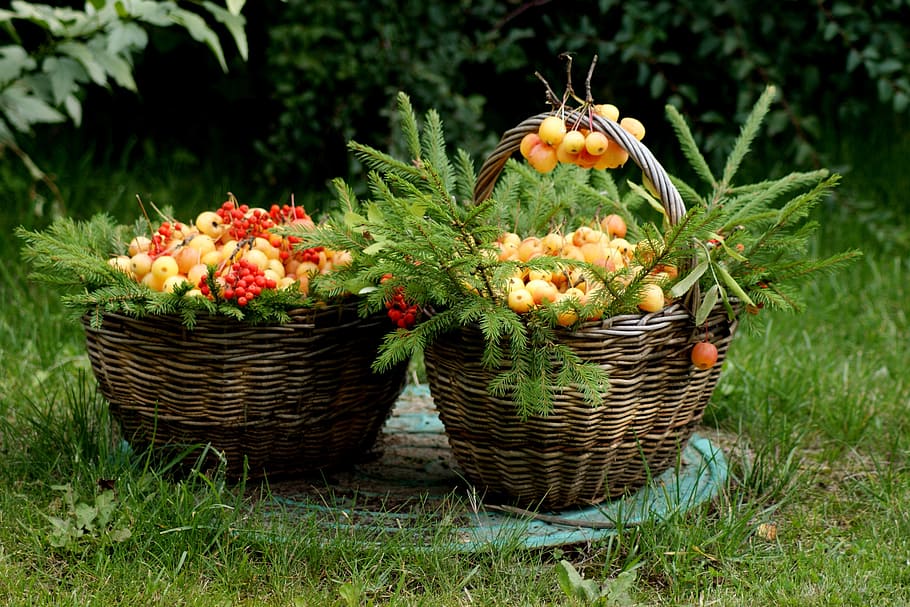 forest, basket, apples, summer, flowers, plant, freshness, growth HD wallpaper