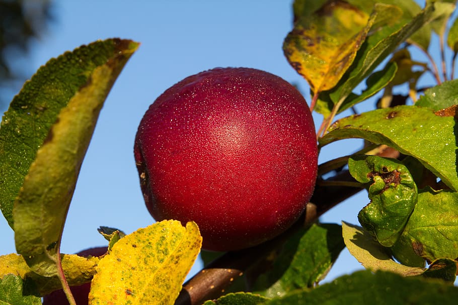 fruit, nature, leaf, tree, food, apple, dew, morgentau, plant part HD wallpaper