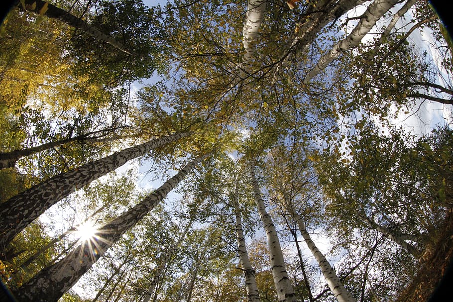 forest, birch, russia, tree, plant, low angle view, beauty in nature HD wallpaper