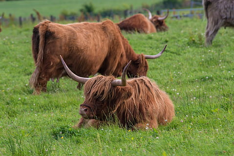 HD wallpaper: highland-rinder, beef, cow, scotland, highlands ...