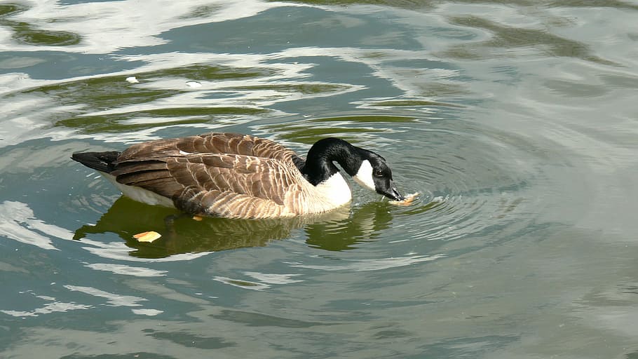 duck, pond, wildlife, nature, swimming, bird, goose, animal