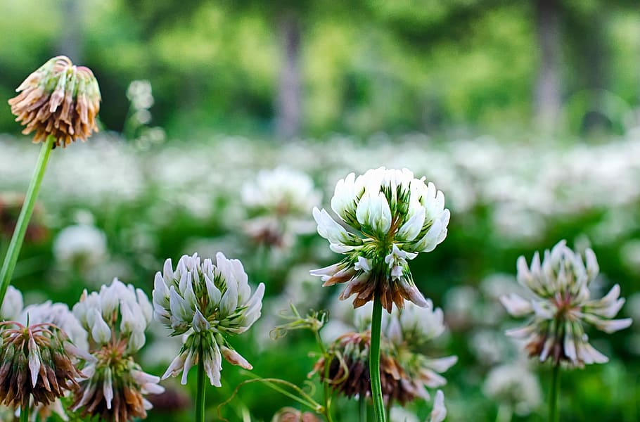 shallow focus of white flowers, photography of white flowers HD wallpaper