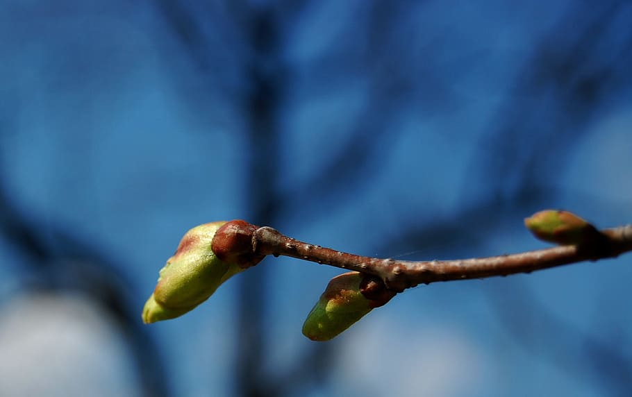 bud, flowering, spring, tree, blooms, nature, close-up, plant HD wallpaper