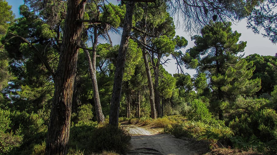 skiathos, mandraki, forest, path, nature, trees, green, summer HD wallpaper