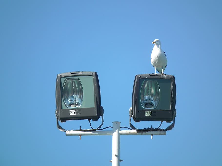 sky, ave, animals, seagulls, bird, blue, animal themes, perching HD wallpaper