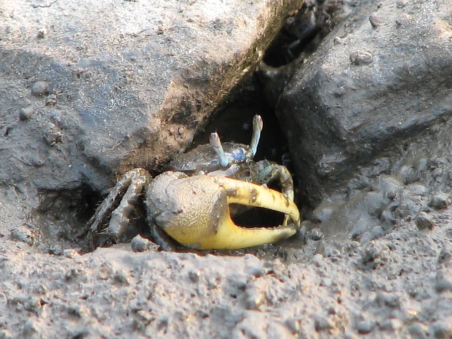fiddler crab, beach, animal, sea, claw, seafood, wildlife, animals in the wild HD wallpaper