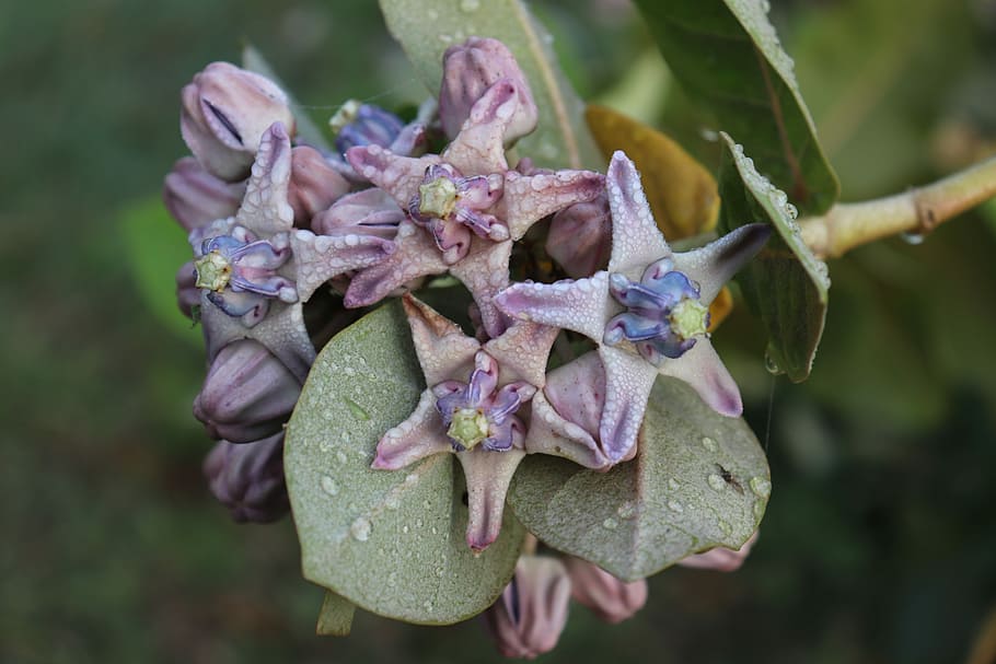 selective focus photography of purple petaled flowers, raindrop HD wallpaper