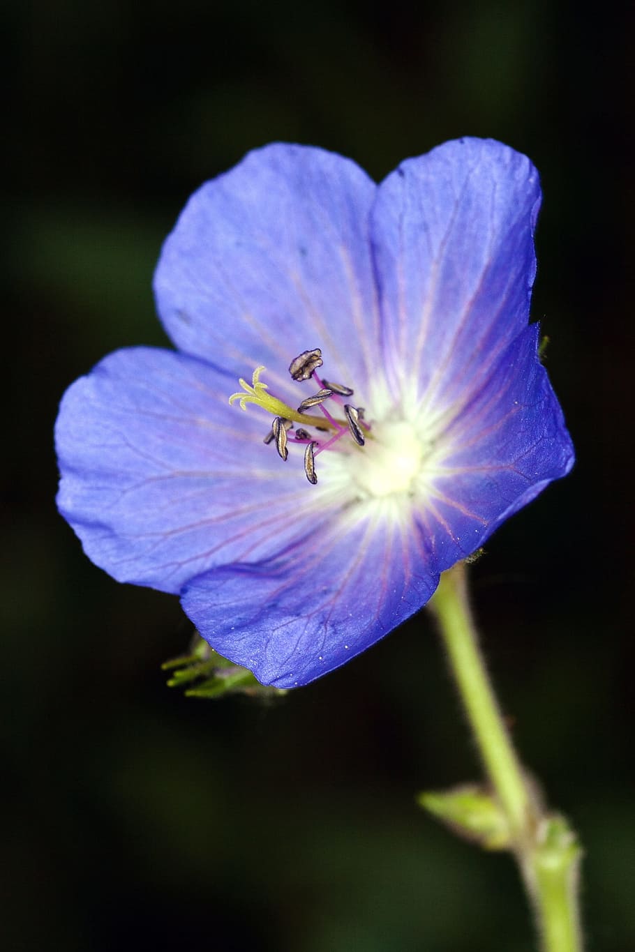 Macro, Flower, Violet, Small, small flower, close, nature, bee HD wallpaper