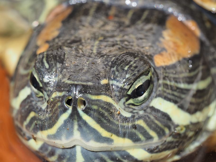 turtle, macro, reptile, animal themes, close-up, one animal HD wallpaper
