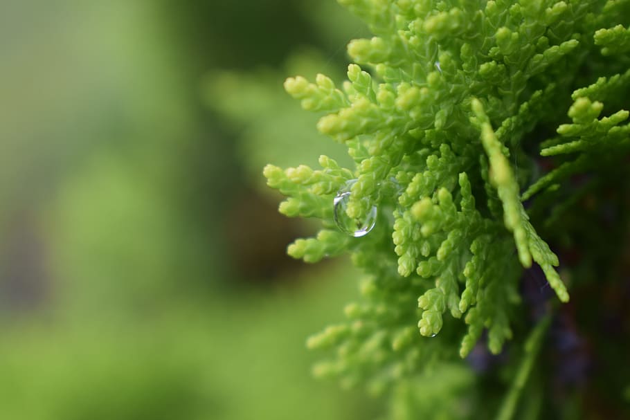 leaf, flora, growth, nature, tree, outdoors, fern, branch, closeup HD wallpaper