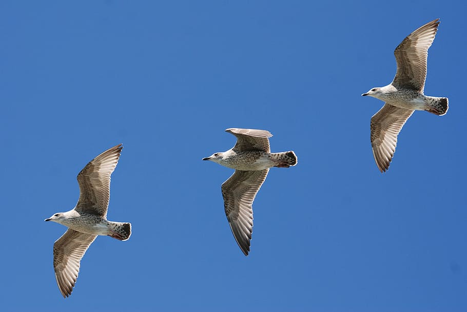 three grey gulls flying at daytime, seagull, wings, feather HD wallpaper