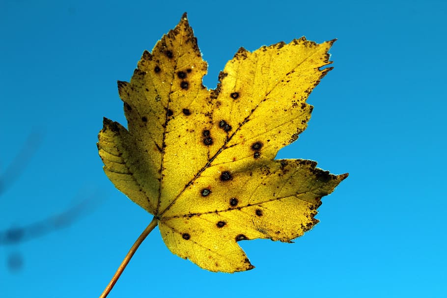 leaf, autumn, nature, plant part, blue, yellow, clear sky, close-up HD wallpaper