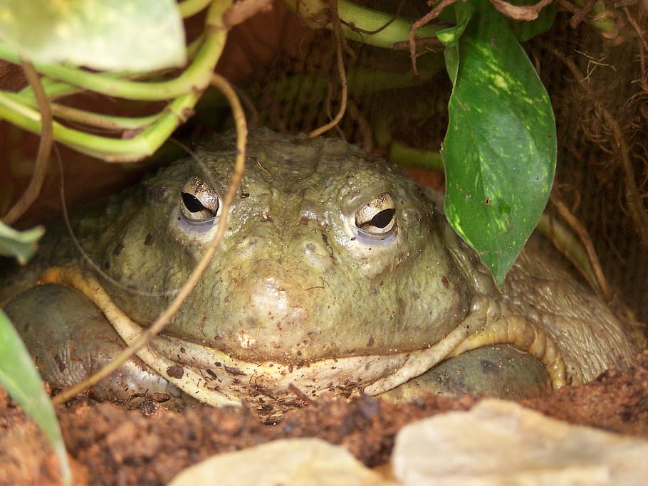 frog, toad, amphibians, animal, vertebrate, animal themes, animals in the wild HD wallpaper
