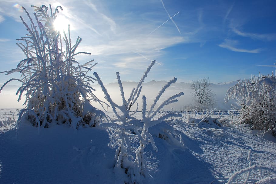 winter, winter mood, wintry, snow, snowy, cold, cold temperature HD wallpaper