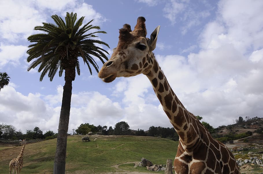 palm, tree, and, giraffe, animal, animal themes, mammal, sky HD wallpaper