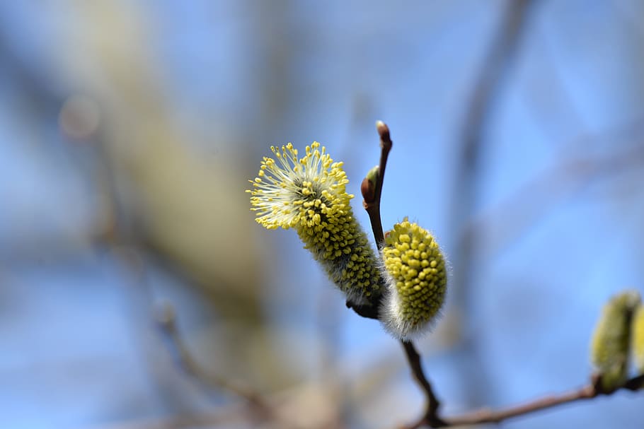 palm kitten, blossomed, pussy willow, close, spring, plant, HD wallpaper