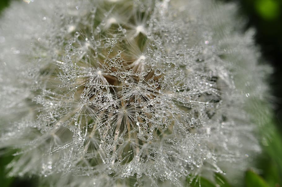 dandelion, drip, wet, raindrop, dew, white, dewdrop, morgentau HD wallpaper