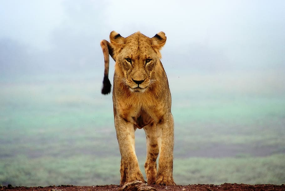 lioness standing on brown sands, brown lionesse, predator, wild, HD wallpaper