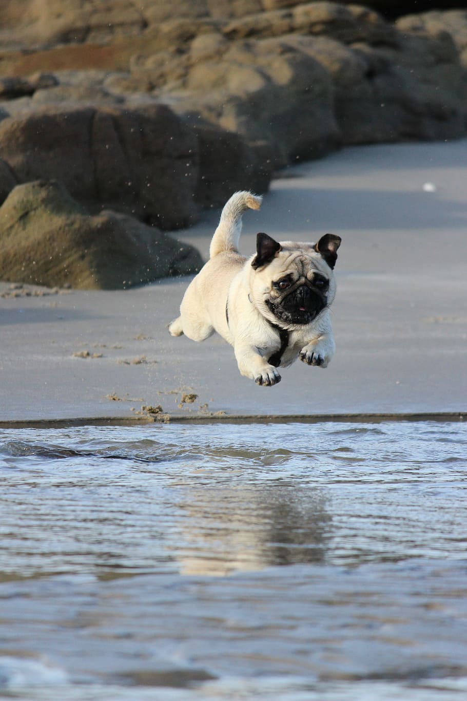 fawn pug jumping on water, sea, ocean, beach, sand, animal themes HD wallpaper