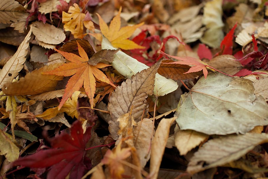 assorted dried leaves, close up photo of dried leaves, green HD wallpaper
