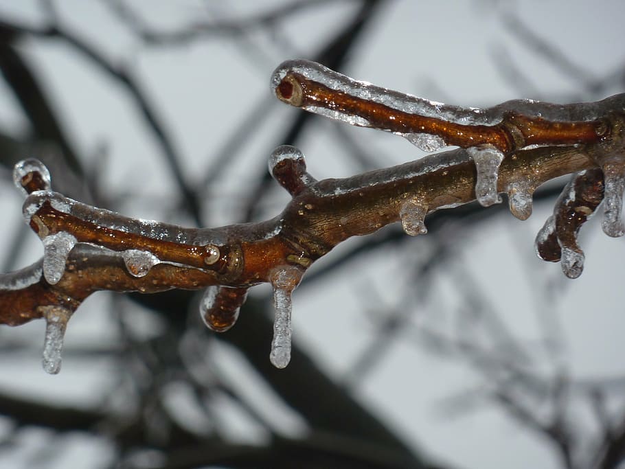 ice, zing, frozen, twig, branch, winter, cold temperature, snow HD wallpaper