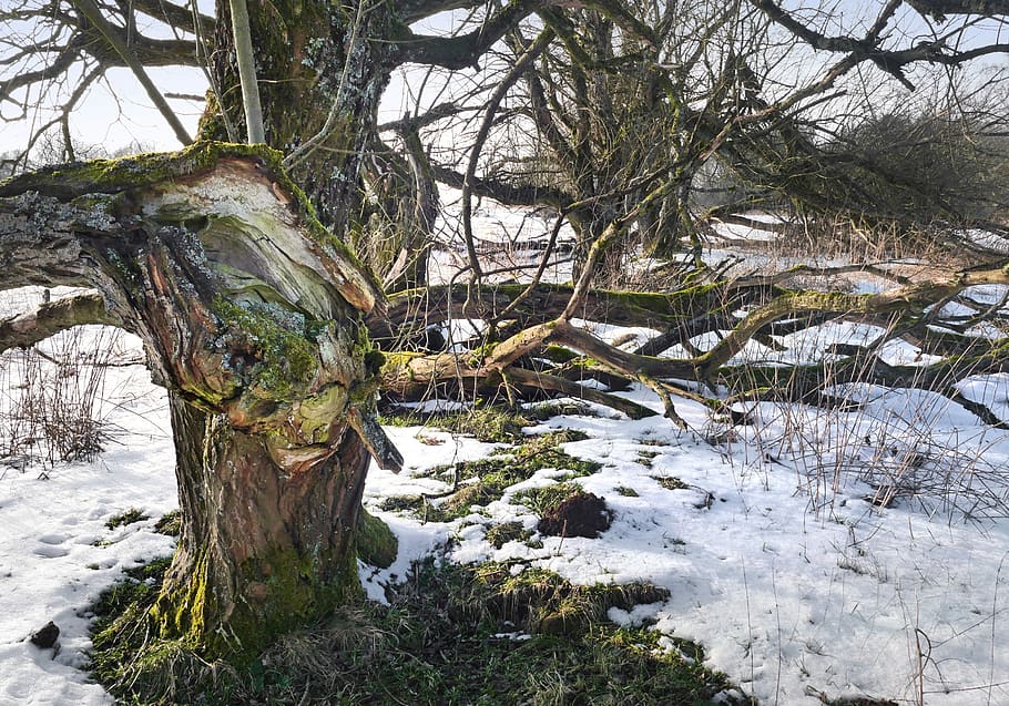 tree, winter, nature, landscape, wintry, storm break, decay HD wallpaper