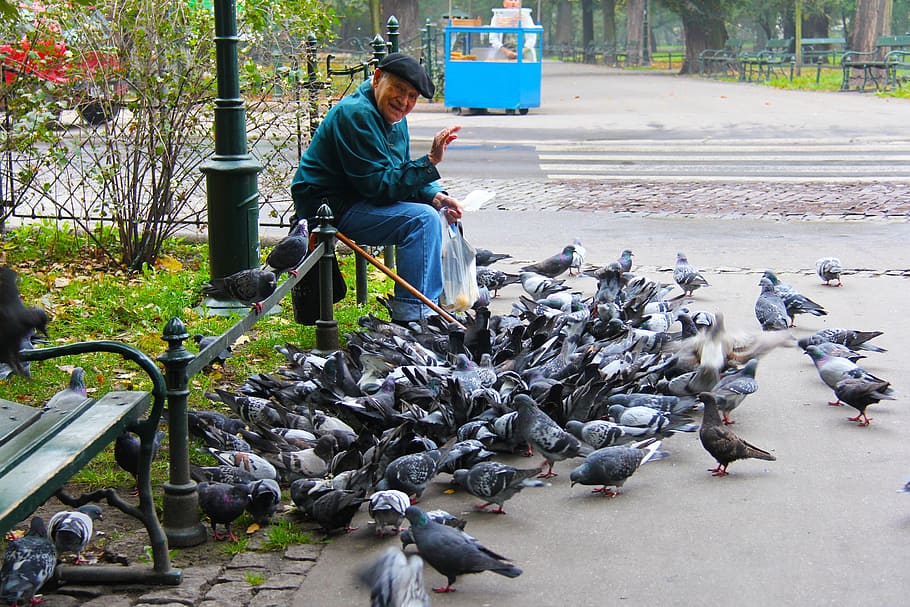 man sitting near flocks of dove, old man, friendly, smiling HD wallpaper