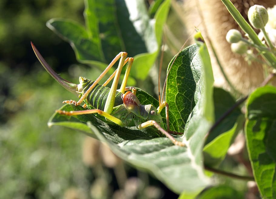 grasshopper, nature, insect, green, macro, leaf, animals in the wild HD wallpaper
