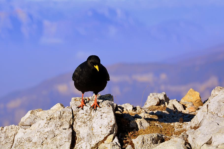 Merlo, Bird, Mountain, Rock, Beak, Nero, animal, nature, outdoors HD wallpaper
