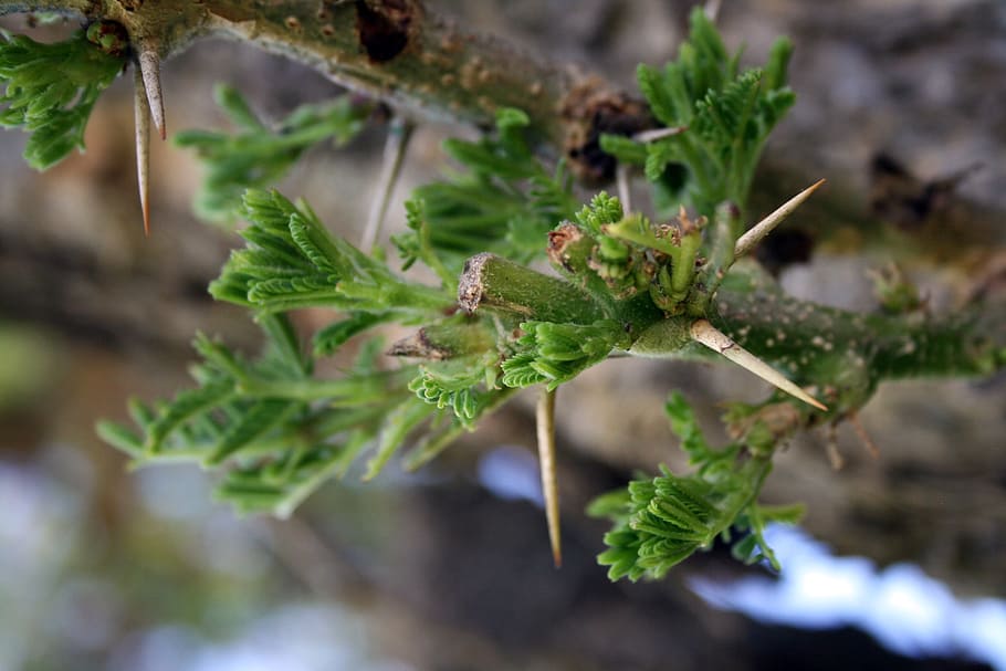 thorn, tree, leaves, nature, plant, green, branch, natural HD wallpaper