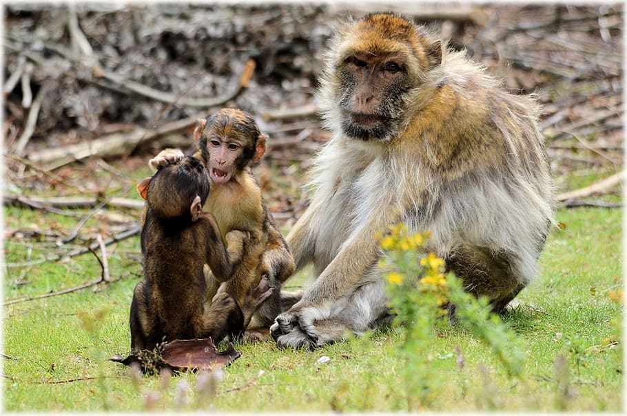 Barbary Macaque, Macaque, Monkey, Baby Monkey, animal, species, HD wallpaper