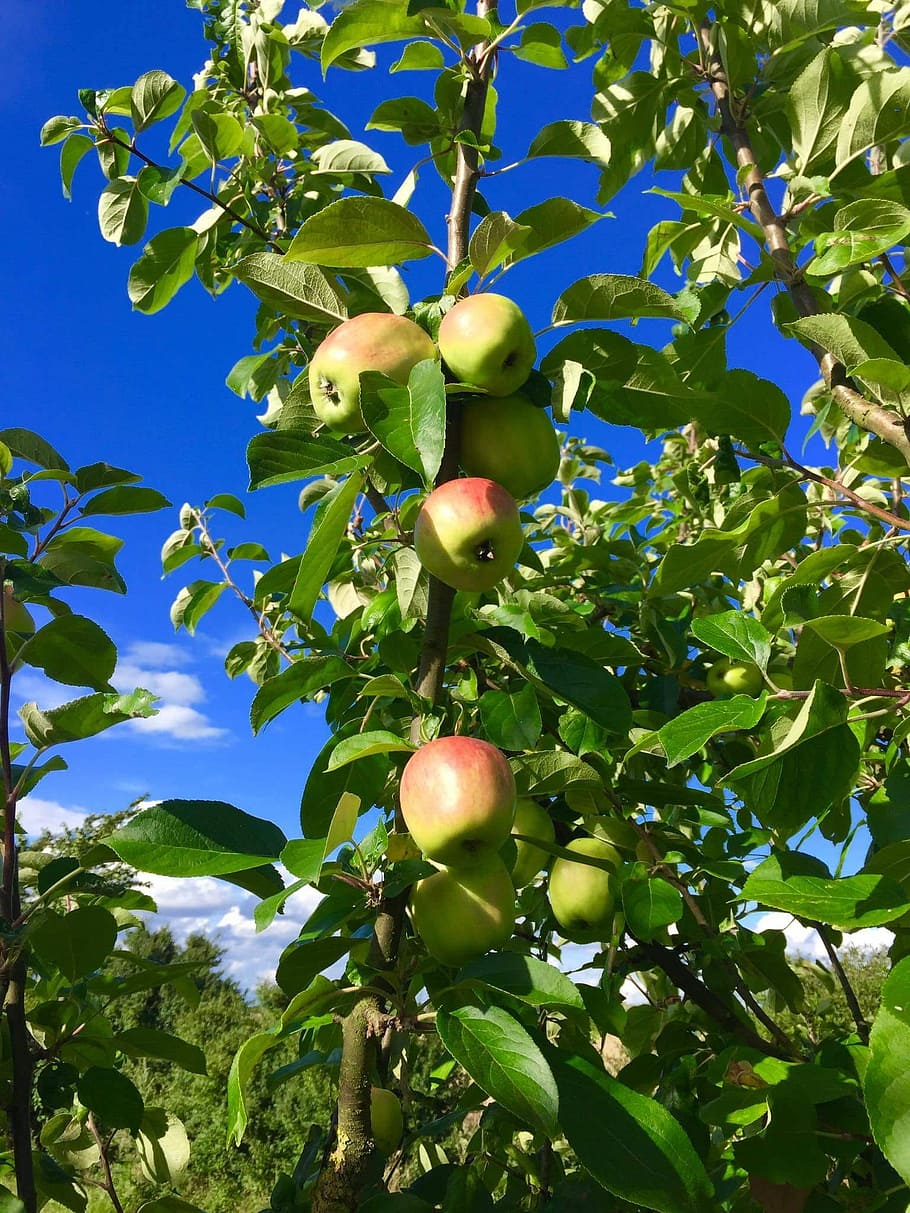 Apple Tree, Nature, Fruit, food and drink, agriculture, growth HD wallpaper