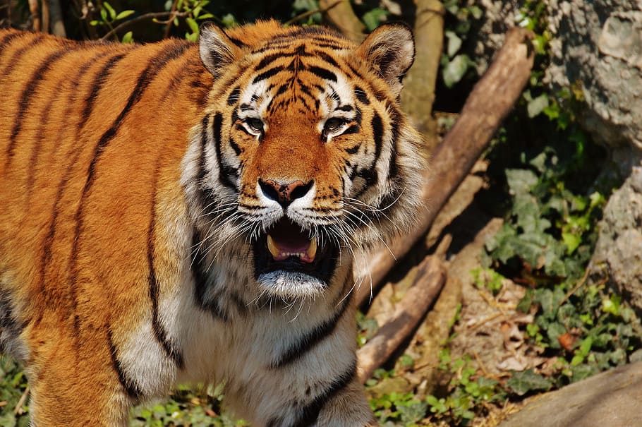 Tiger, Predator, Fur, Beautiful, dangerous, cat, wildlife photography HD wallpaper