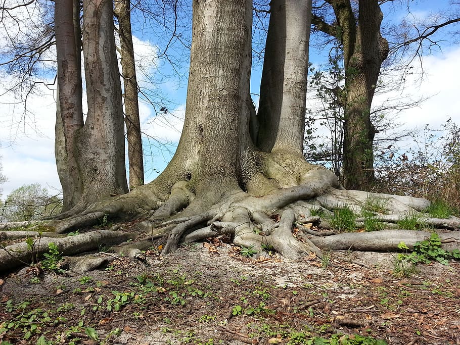 trees during daytime, root, forest, nature, strains, beech HD wallpaper