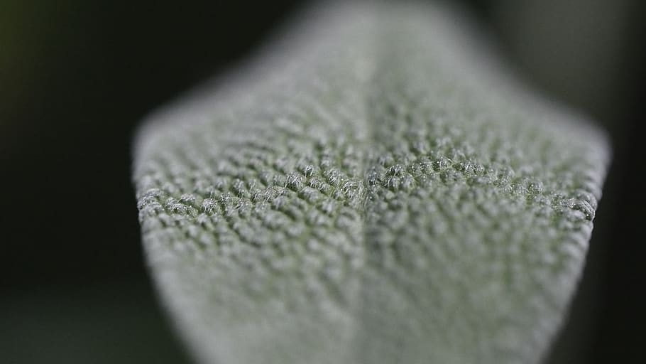 sage, plant, leaf, macro, leaf structure, green, textile, close-up HD wallpaper