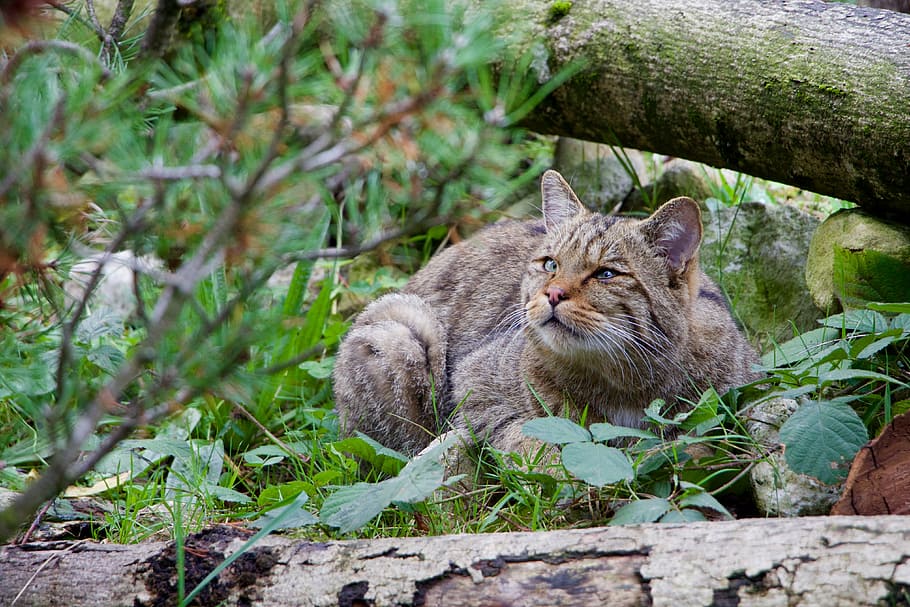 nature, animals, wildcat, domestic Cat, pets, cute, outdoors HD wallpaper