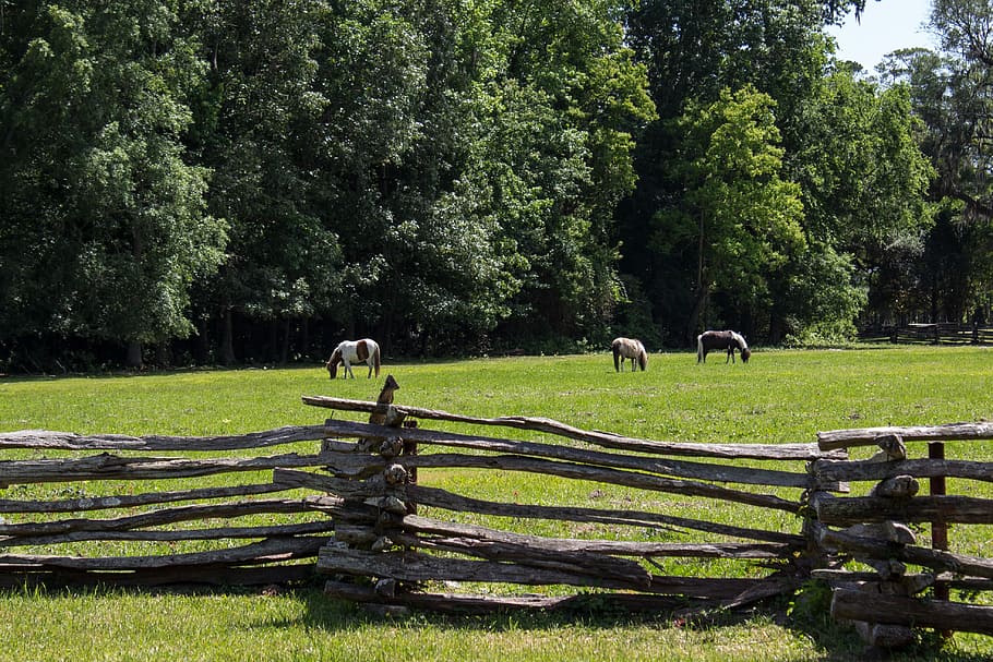 Pasture, Pony, Fence, Lattice, Horse, animal, farm, nature, HD wallpaper
