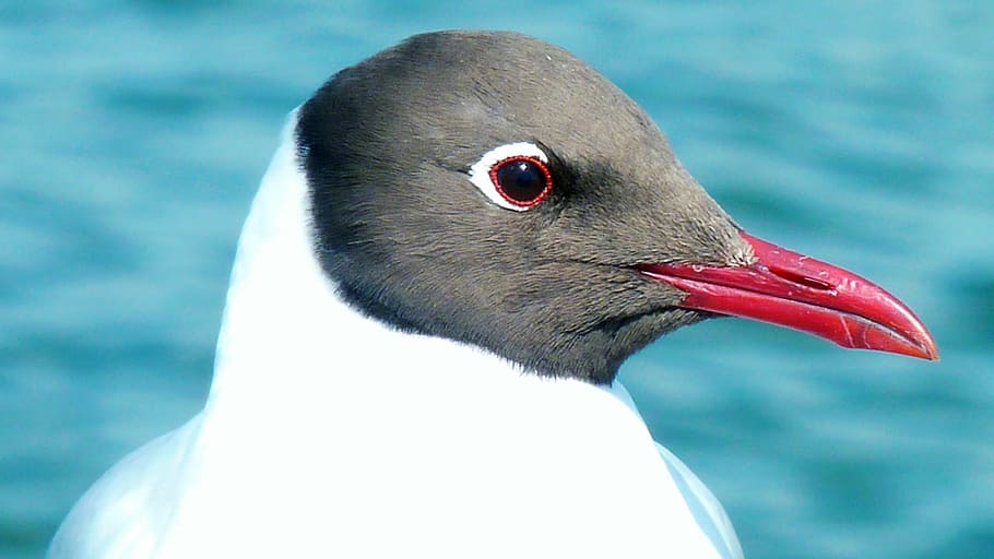 gull, bird, fly, seagull, birds, lake, sky, head, bill, water HD wallpaper