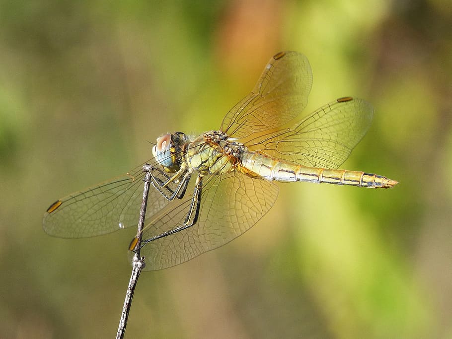 HD wallpaper: dragonfly, wings, beauty, insect, libelulido, animal ...