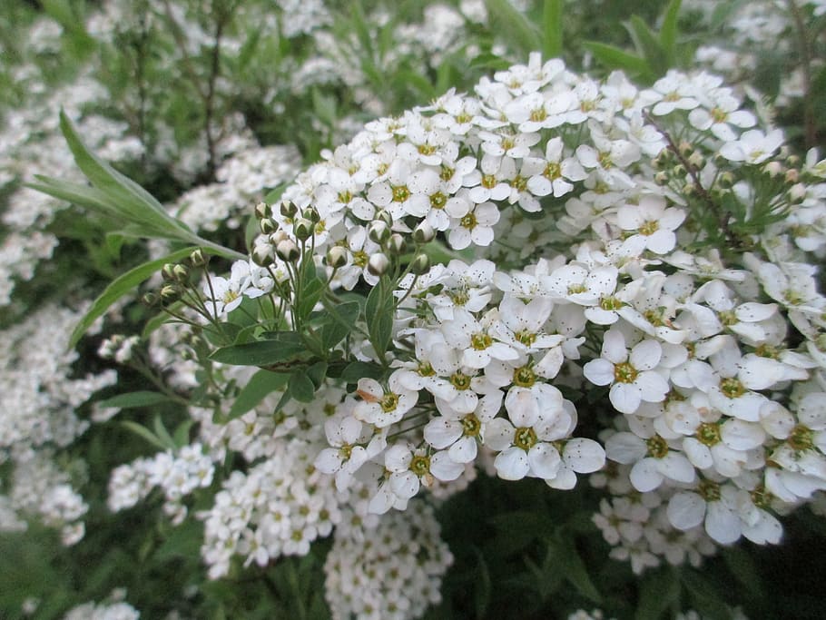 spring, flowers, spirea, spring flowers, bright, nature, plant HD wallpaper