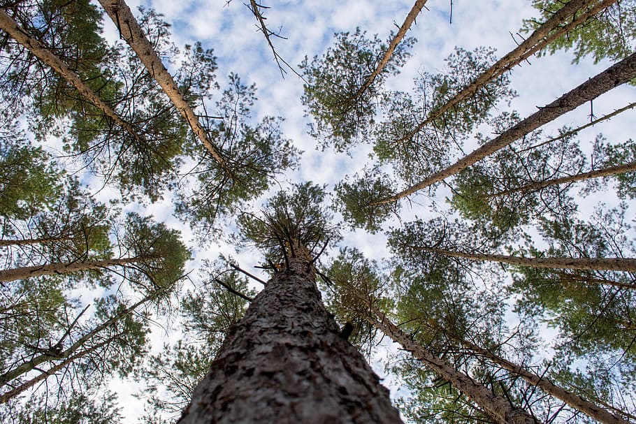 log, crown, forest, bark, tree, plant, low angle view, tree trunk HD wallpaper