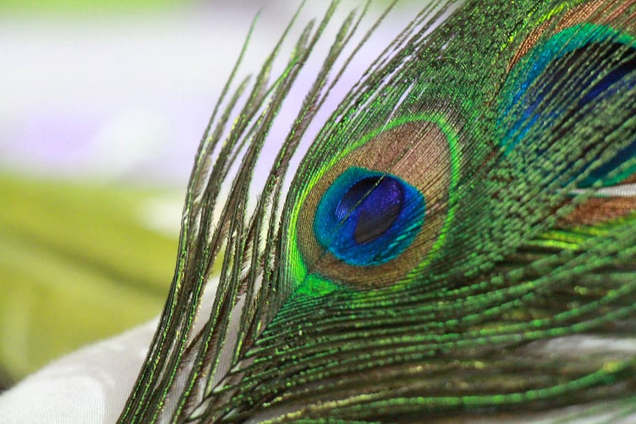 Peacock, Feather, Bird, Nature, Pattern, green, tail, wildlife HD wallpaper