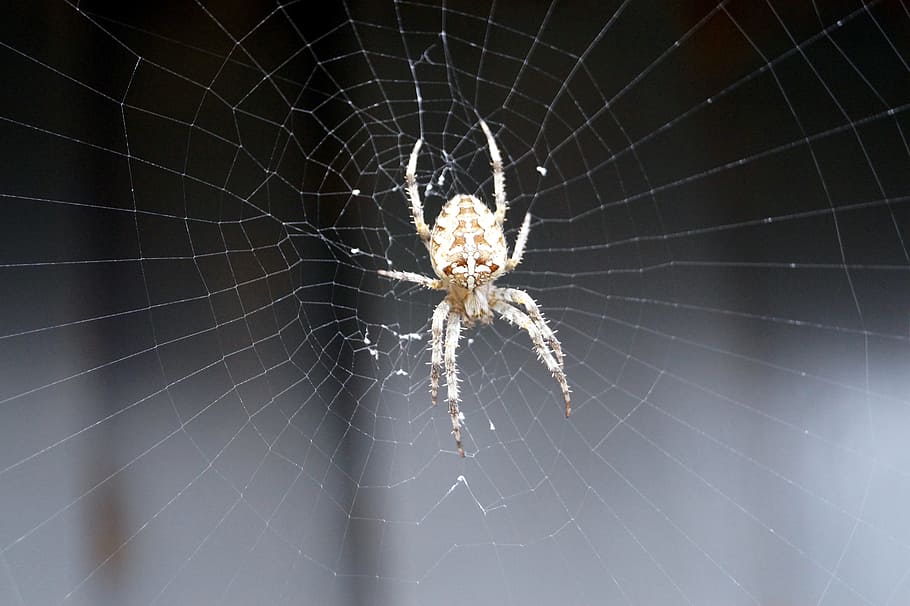 spider, insect, cobweb, animal, close, spider web, animal themes HD wallpaper