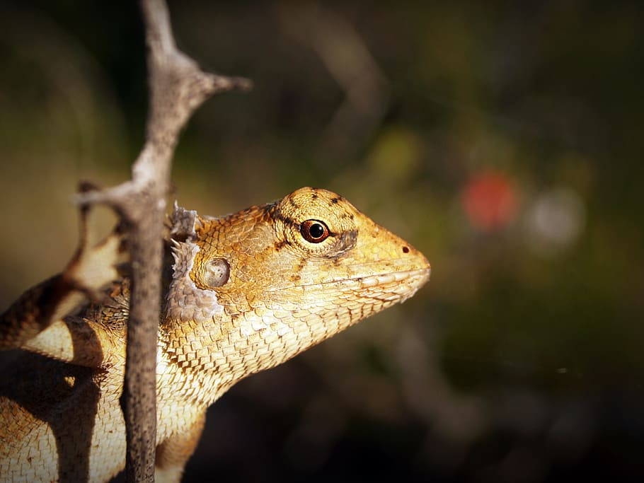 Shallow Focus Photography of Yellow and White Lizard Clinging on Tree Branch, HD wallpaper