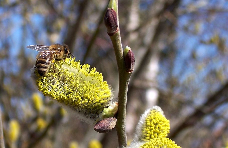 bee, hazelnut, blossom, bloom, hazel flower, frühlingsanfang HD wallpaper
