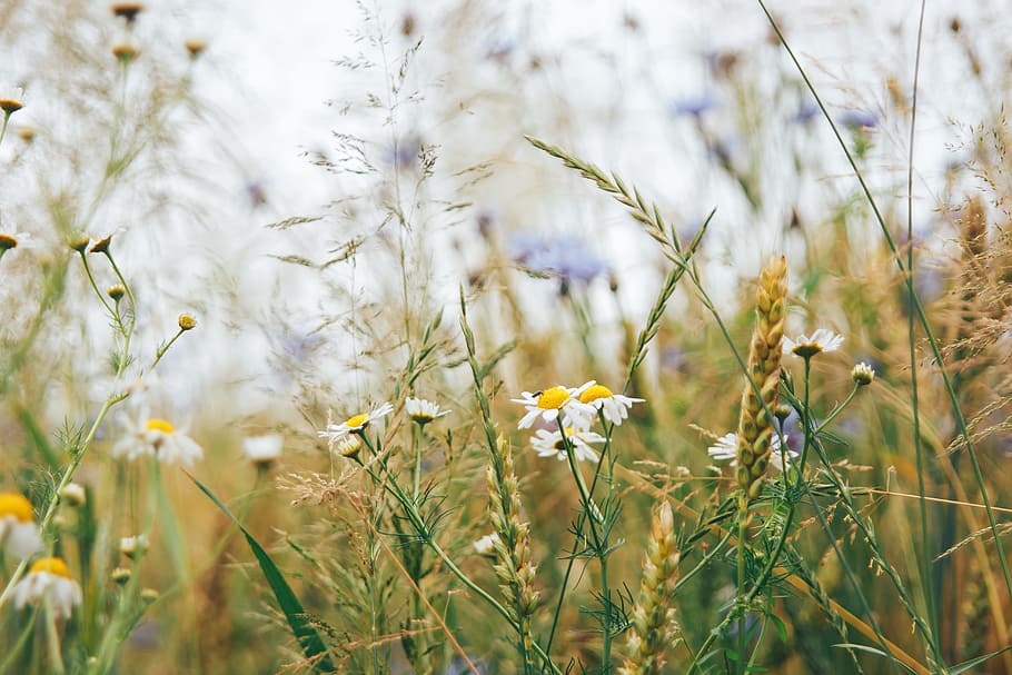 Field, Nature, Grass, Autumn, remask, plant, growth, flower HD wallpaper