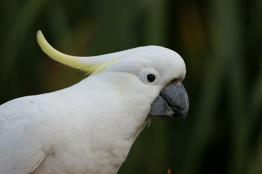 selective focus photo of sulphur-crested cockatoo, sulphur crested cockatoo